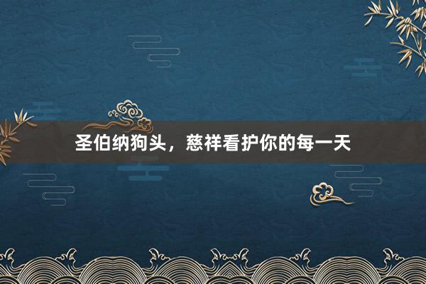 圣伯纳狗头，慈祥看护你的每一天